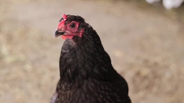 Egy Fekete Csirke Közelkép Feje Mezőgazdaság Háziállatok Fogalma Madár Mezőgazdaságban — Stock videók