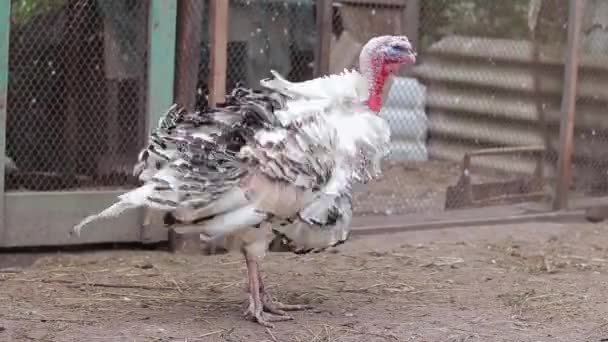 一只大火鸡在雨中在院子里走动 农业和家畜的概念 农村院子里的不同鸟类 — 图库视频影像