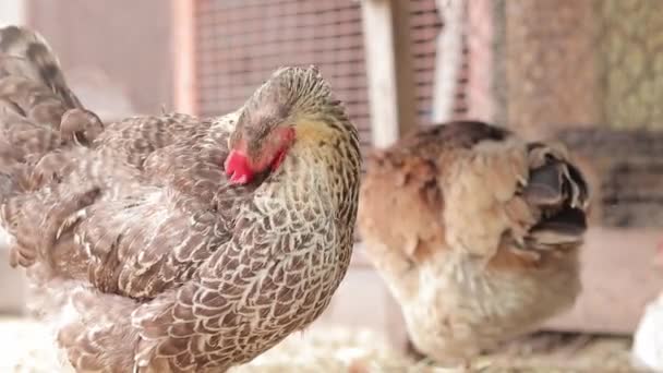 チキンクレンジングフェザー バードクローズアップ 農業と家畜の概念について 国内の鶏は 農場で羽の世話をする — ストック動画