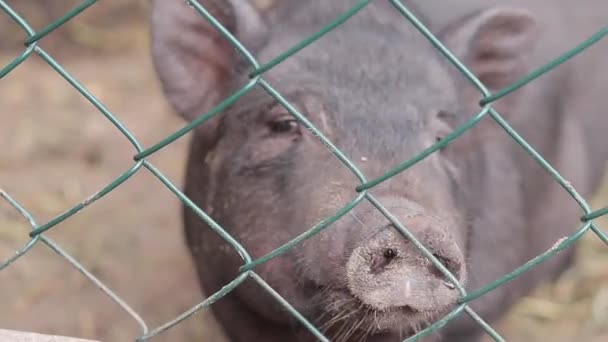 Babi Kandang Burung Konsep Pertanian Dan Hewan Domestik Babi Hitam — Stok Video