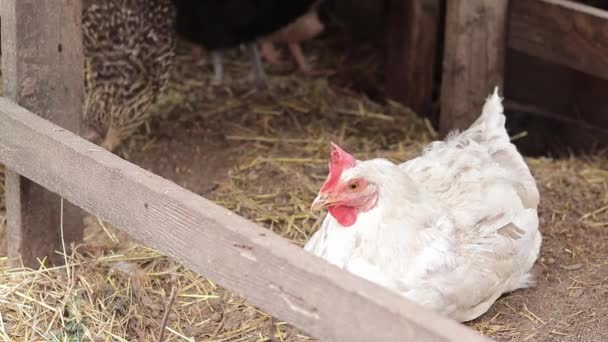 白色的母鸡坐在地上 鸟的特写 农业和家畜的概念 家养鸡 — 图库视频影像
