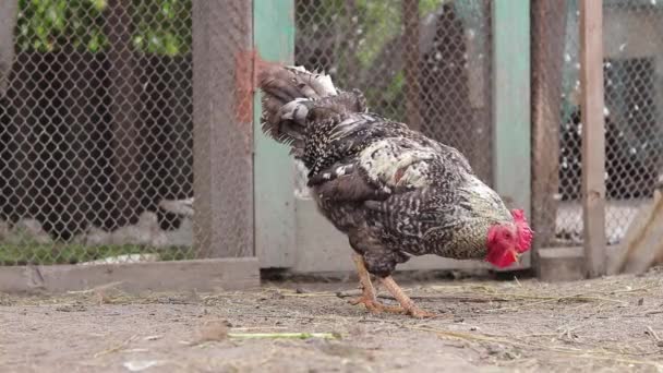 一只公鸡和一只母鸡在院子里走来走去 啄食地上的什么东西 农业和家畜的概念 — 图库视频影像