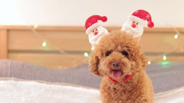 Puppy Kerstmis Poedel Een Grappige Hoofdtooi Feestelijke Concept Hond Geniet — Stockvideo
