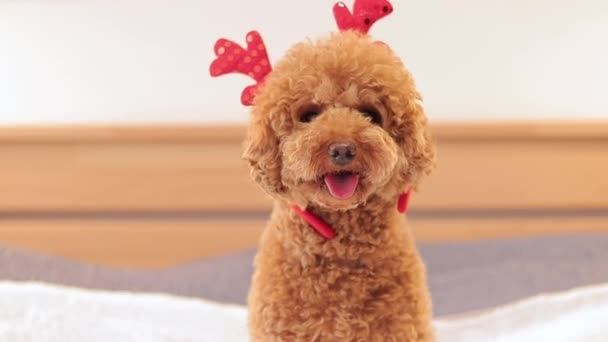 Welpen Und Weihnachten Pudel Mit Lustigem Kopfschmuck Festliches Konzept Hund — Stockvideo