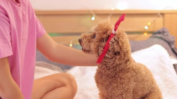 犬のストローク 変なヘッドドレスの中のプードル お祝いのコンセプト 犬はクリスマスや新年を楽しんでいます お祝いのヘッドバンドとマルティポー — ストック動画