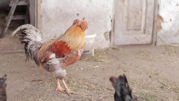 Turuncu Horoz Yaklaş Tarım Evcil Hayvanlar Kavramı Çiftlikteki Güzel Horoz — Stok video