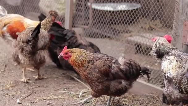 Veel Kleurrijke Kippen Van Verschillende Rassen Het Kippenhok Het Fokken — Stockvideo