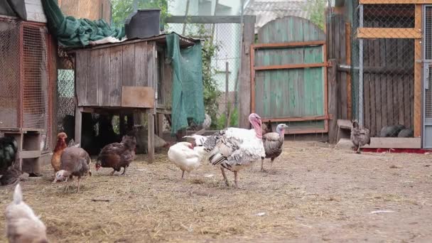 许多不同品种的五彩斑斓的鸡在鸡舍里 饲养家禽 农业中的不同鸟类 农业和家畜的概念 有机食品 — 图库视频影像