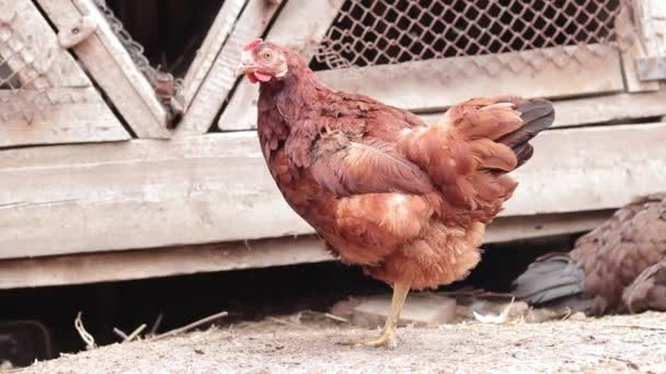 Chicken Cleans Feathers Bird Close Concept Agriculture Domestic Animals Domestic — Stock Video