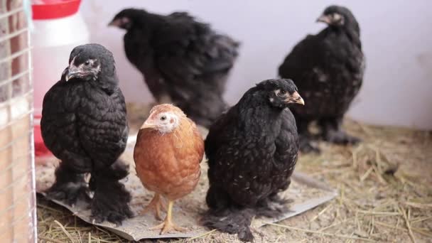 Fekete Fiatal Brahma Csirkék Csirkék Közelkép Madarakról Mezőgazdaság Háziállatok Fogalma — Stock videók