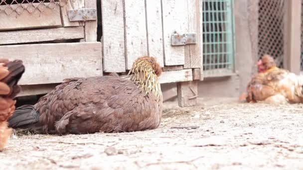 깃털을 청소합니다 농장에서 가금류 — 비디오