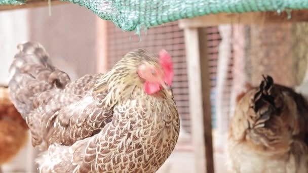 鸡肉洗净羽毛 鸟类特写 农业和家畜的概念 家养的鸡在农场里照顾它的羽毛 — 图库视频影像