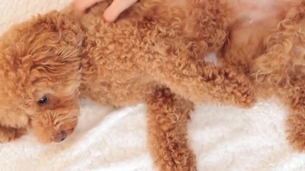 Yatakta Kötü Huylu Evcil Hayvan Köpeği Okşamak Beyaz Battaniyeli Köpek — Stok video