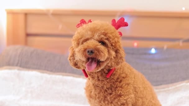 강아지와 크리스마스 재미있는 헤드드레스에 크리스마스 새해를 즐긴다 헤드밴드 Maltipoo — 비디오