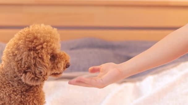 Perro Doméstico Come Golosinas Cachorro Con Pelo Castaño Rizado Caniche — Vídeos de Stock