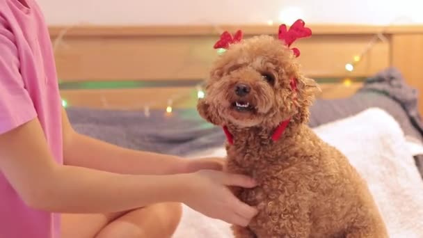 Acariciando Perro Poodle Tocado Divertido Concepto Festivo Perro Disfruta Navidad — Vídeos de Stock