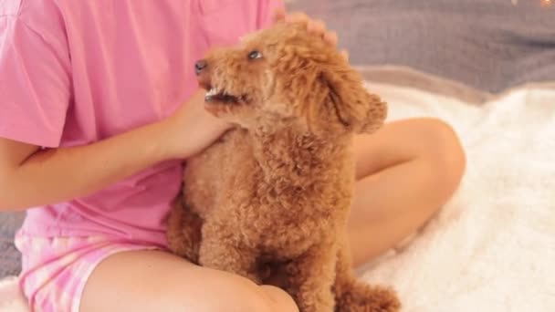 Een Meisje Pyjama Streelt Een Hond Bloemenslingers Achtergrond Feestelijke Concept — Stockvideo