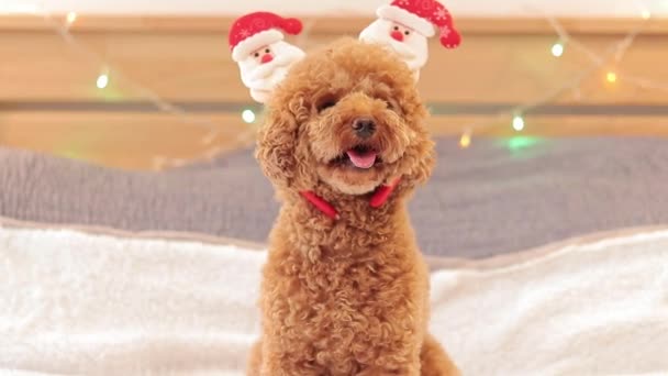 子犬とクリスマス 変なヘッドドレスの中のプードル お祝いのコンセプト 犬はクリスマスや新年を楽しんでいます お祝いのヘッドバンドとマルティポー — ストック動画