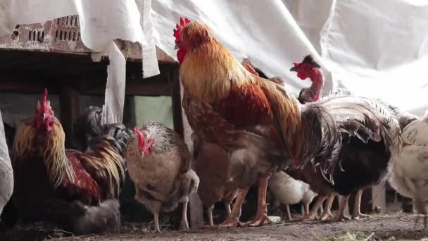 母鸡和公鸡躲躲雨 农业领域的鸟类特写 许多不同品种的五彩斑斓的小鸡在鸡舍里饲养家禽 农业中的各种鸟类 — 图库视频影像