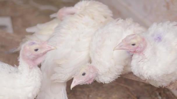 农业领域的鸟类特写 鸡舍里不同的鸡在饲养家禽 农业中的各种鸟类 耕作和宠物概念 — 图库视频影像
