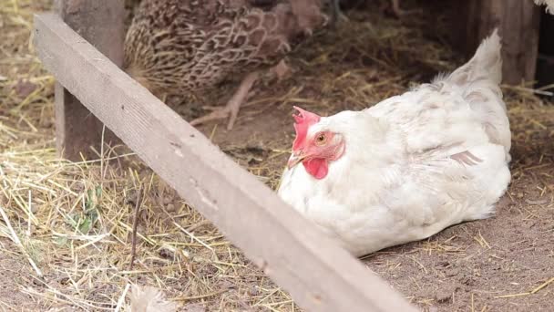 白色的母鸡坐在地上 鸟的特写 农业和家畜的概念 家养鸡 — 图库视频影像