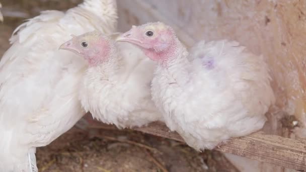Tarım Kuşları Yakın Planda Kümeste Kümes Hayvanı Yetiştiren Farklı Tavuklar — Stok video