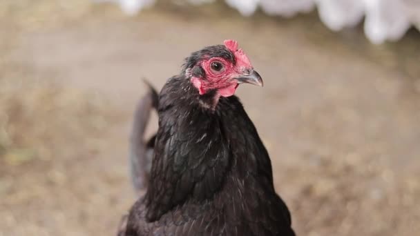 一只黑鸡的头特写 农业和家畜的概念 鸟类在农业 在农村饲养家养小鸡 — 图库视频影像