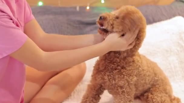 一个穿睡衣的女孩抚摸着一只狗 在背景上戴着花环 节日的概念 狗享受圣诞节或新年 与所有者同床的马屁精 — 图库视频影像