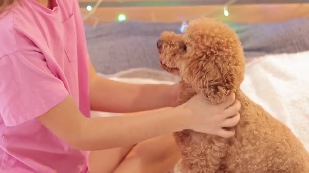 Dziewczyna Piżamie Głaszcze Psa Wieńce Tle Koncepcja Świąteczna Pies Cieszy — Wideo stockowe