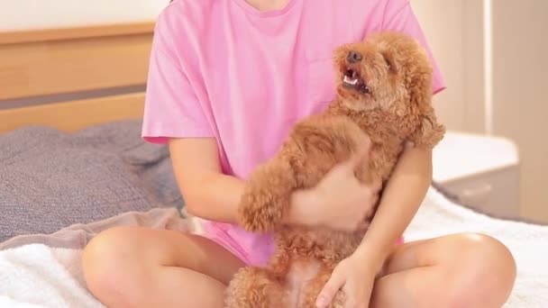 Cão Feliz Menina Acaricia Poodle Com Cabelo Encaracolado Marrom Maltipoo — Vídeo de Stock