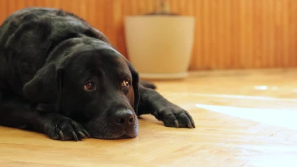 Ένα Μαύρο Λαμπραντόρ Βρίσκεται Ένα Ξύλινο Πάτωμα Σκύλος Ξεκουράζεται Από — Αρχείο Βίντεο