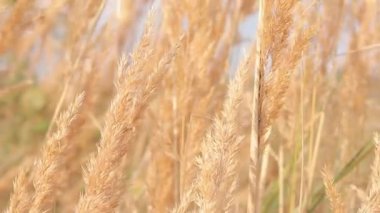 Feather Reed Çimeni mavi gökyüzüne karşı rüzgarda yavaşça sallanıyor. Doğal arka plan, yakın plan. Rüzgar yabani otları, manzarayı sallıyor. Seçici odak