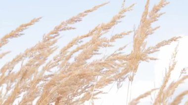 Feather Reed Çimeni mavi gökyüzüne karşı rüzgarda yavaşça sallanıyor. Doğal arka plan, yakın plan. Rüzgar yabani otları, manzarayı sallıyor. Seçici odak