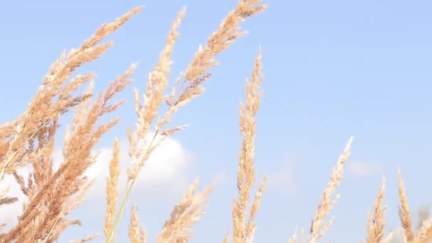 Veer Reed Grass Slingert Langzaam Wind Tegen Een Blauwe Lucht — Stockvideo