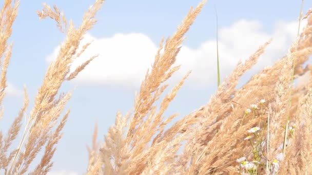 Feather Reed Grass Balancea Lentamente Viento Contra Cielo Azul Fondo — Vídeo de stock