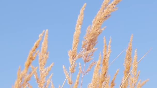 Feather Reed Grass Balancea Lentamente Viento Contra Cielo Azul Fondo — Vídeo de stock