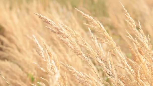 Veer Reed Grass Slingert Langzaam Wind Natuurlijke Achtergrond Close Wind — Stockvideo