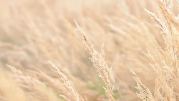 Feather Reed Grass Balancea Lentamente Viento Fondo Natural Primer Plano — Vídeo de stock