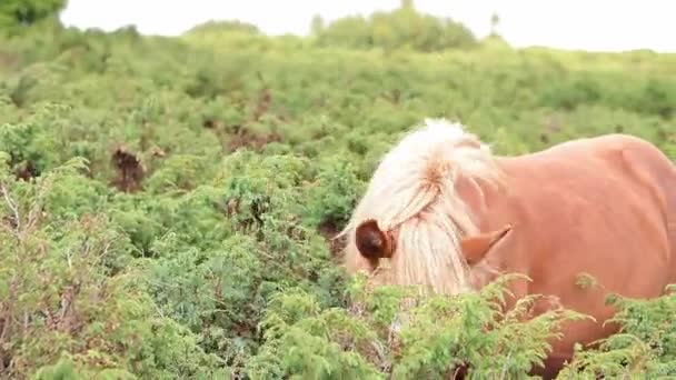 Young Stallion Eats Grass Close Hungry Horse Eats Green Grass — Stock Video