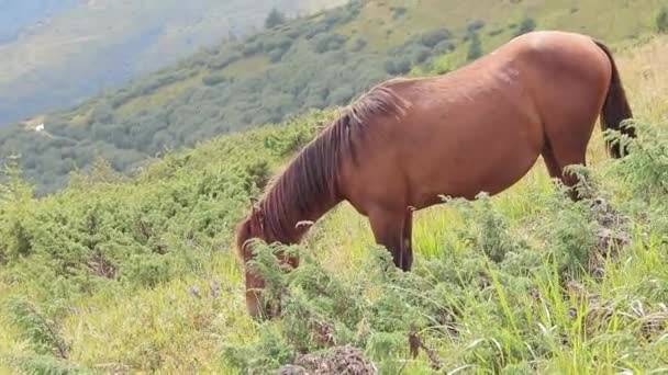 年轻的种马在高山的背景下吃草 喀尔巴阡山脉的马山坡上的动物饥饿的马在阳光明媚的天气里吃青草 山水尽收眼底 畜牧业 — 图库视频影像