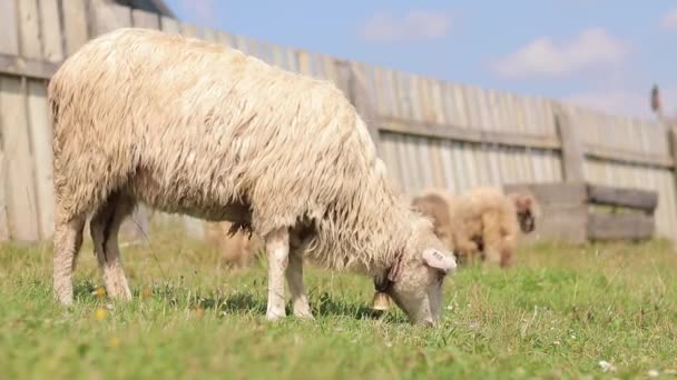 厚いウールが付いているかわいい羊は芝生に草を食べ 閉じます 羊は牧草地で草を食べている 空腹の動物は 晴れた天候で緑の草を食べる 地上からの眺め — ストック動画