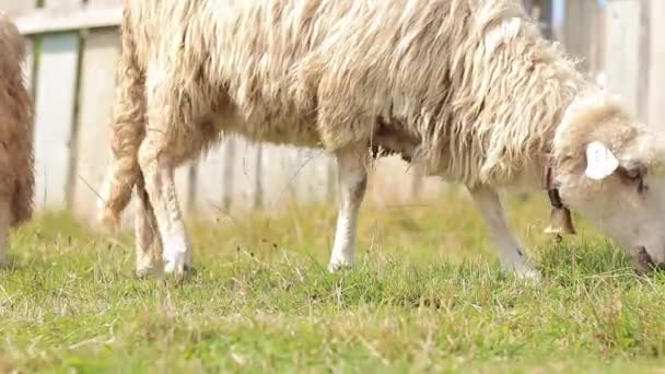 Niedliche Schafe Mit Dicker Wolle Fressen Gras Auf Dem Rasen — Stockvideo