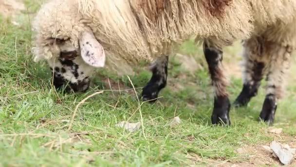Милые Овцы Толстой Шерстью Едят Траву Газоне Крупным Планом Овцы — стоковое видео