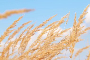 Feather Reed Çimeni mavi gökyüzüne karşı rüzgarda yavaşça sallanıyor. Doğal arka plan, yakın plan. Rüzgar yabani otları, manzarayı sallıyor. Seçici odak