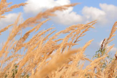 Feather Reed Çimeni mavi gökyüzüne karşı rüzgarda yavaşça sallanıyor. Doğal arka plan, yakın plan. Rüzgar yabani otları, manzarayı sallıyor. Seçici odak