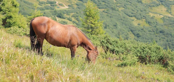 年轻的种马在高山的背景下吃草 喀尔巴阡山脉的马山坡上的动物饥饿的马在阳光明媚的天气里吃青草 山水尽收眼底 畜牧业 — 图库照片