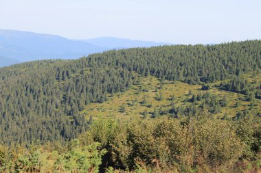 Dağ manzarası, Karpat dağlarının tepeleri, Ukrayna. Turizm konsepti. Ormanlık alan, yazın doğa.