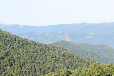 Dağ manzarası, Karpat dağlarının tepeleri, Ukrayna. Turizm konsepti. Ormanlık alan, yazın doğa.