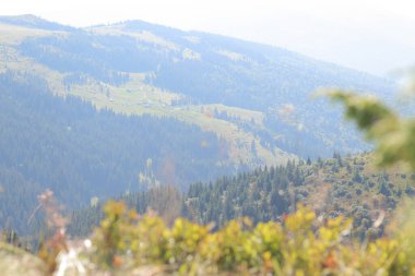 Dağ manzarası, Karpat dağlarının tepeleri, Ukrayna. Turizm konsepti. Ormanlık alan, yazın doğa. Tonsal perspektif