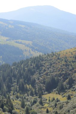 Dağ manzarası, Karpat dağlarının tepeleri, Ukrayna. Turizm konsepti. Ormanlık alan, yazın doğa. Tonsal perspektif